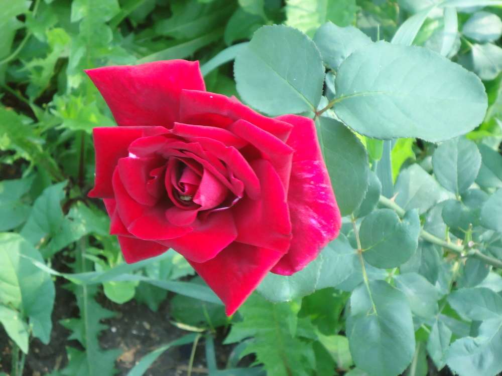 DSC03477.JPG