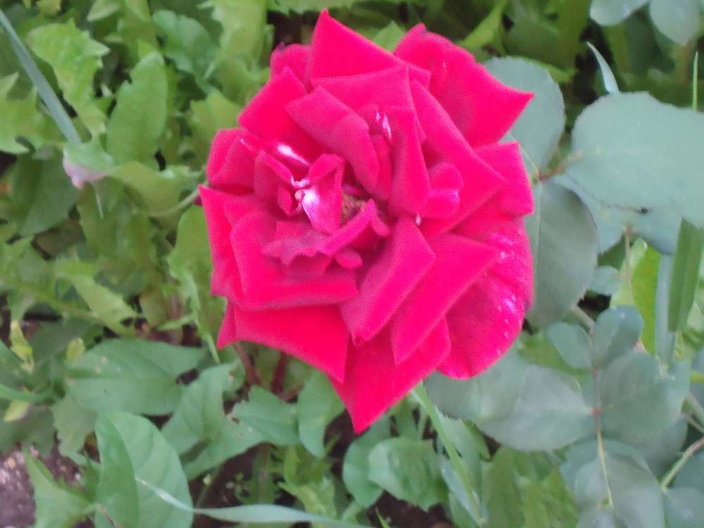 DSC03496.JPG
