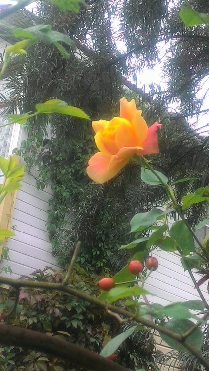 P_20200913_120017.jpg