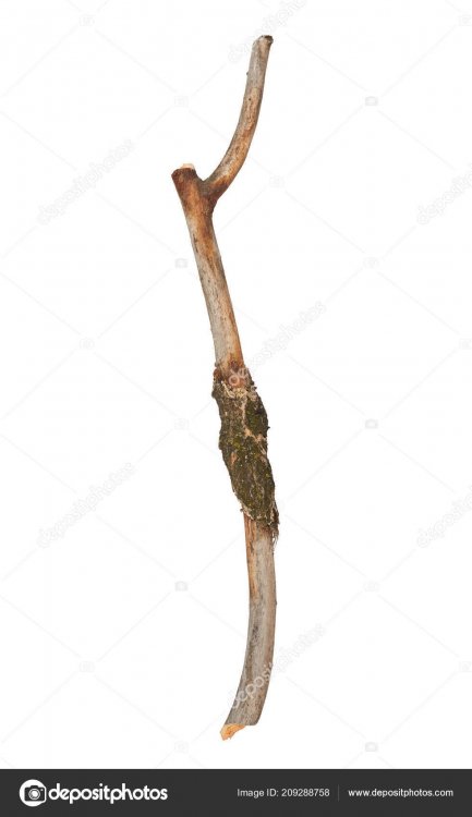 depositphotos_209288758-stock-photo-dry-wood-stick-isolated-white.jpg