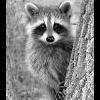 SpyRaccoon